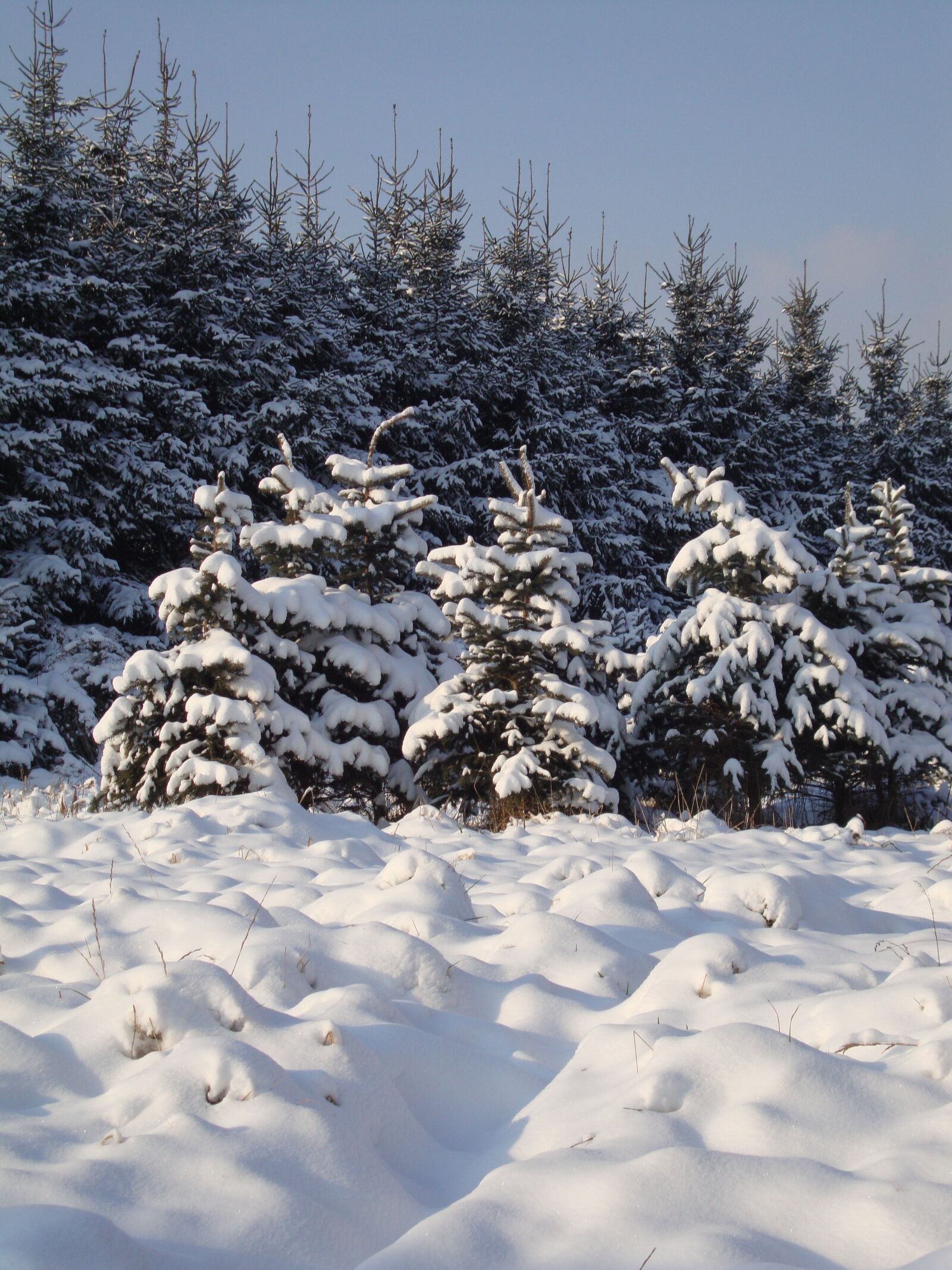Sony DSC-W210 sample photo. Winter, snow, white photography