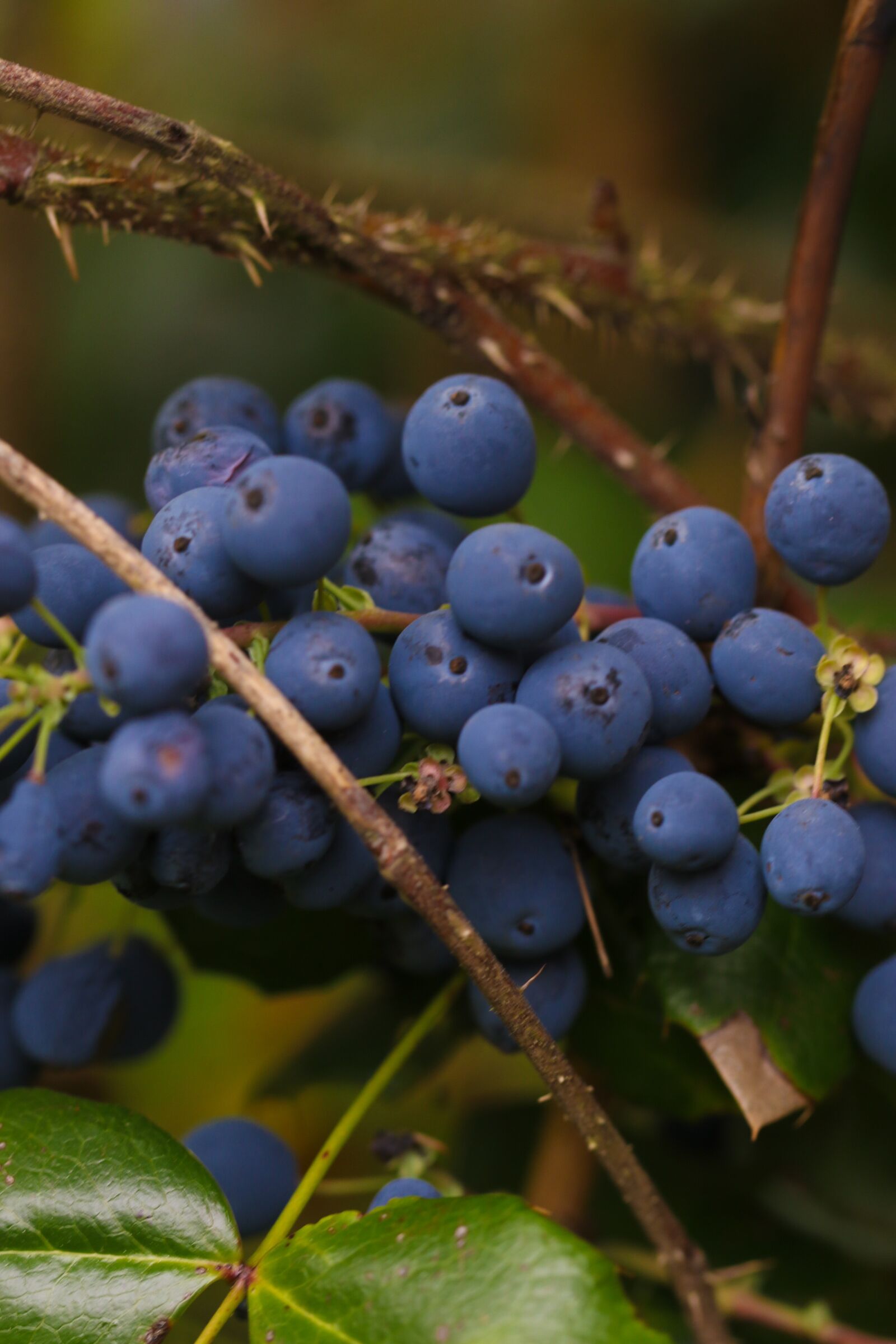 Canon EOS 7D Mark II sample photo. Berry, blue, nature photography