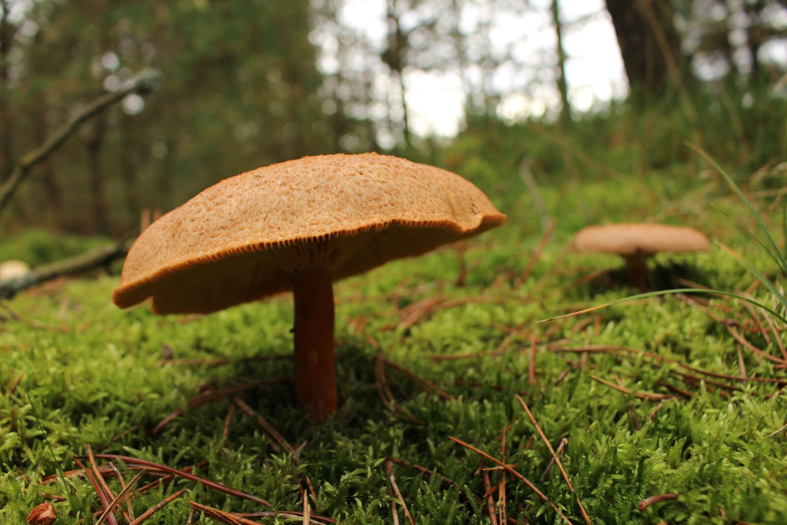 Canon EOS 100D (EOS Rebel SL1 / EOS Kiss X7) sample photo. Mushroom, green, denmark photography