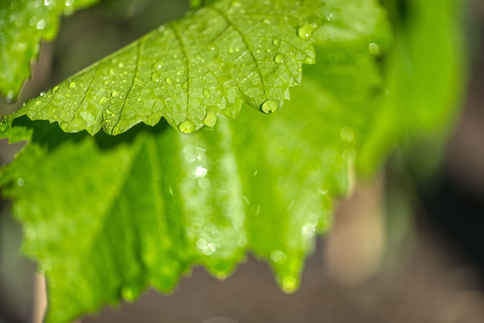 Nikon D750 sample photo. Wine leaf, drip, wet photography