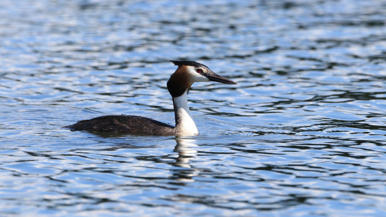 150-600mm F5-6.3 DG OS HSM | Contemporary 015 sample photo. Great crested grebe, lake photography