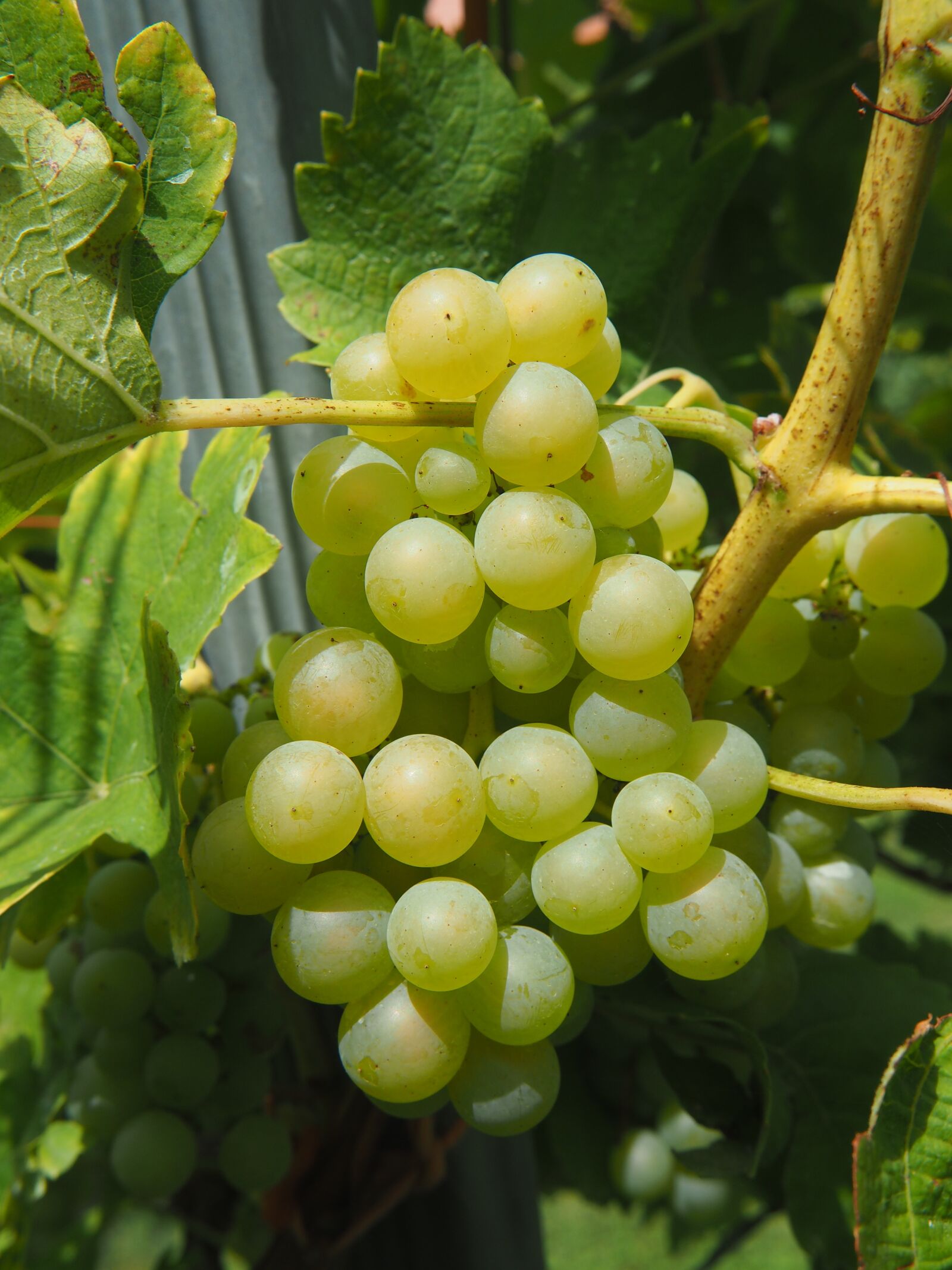 Olympus OM-D E-M10 sample photo. Wine, grape, vine photography