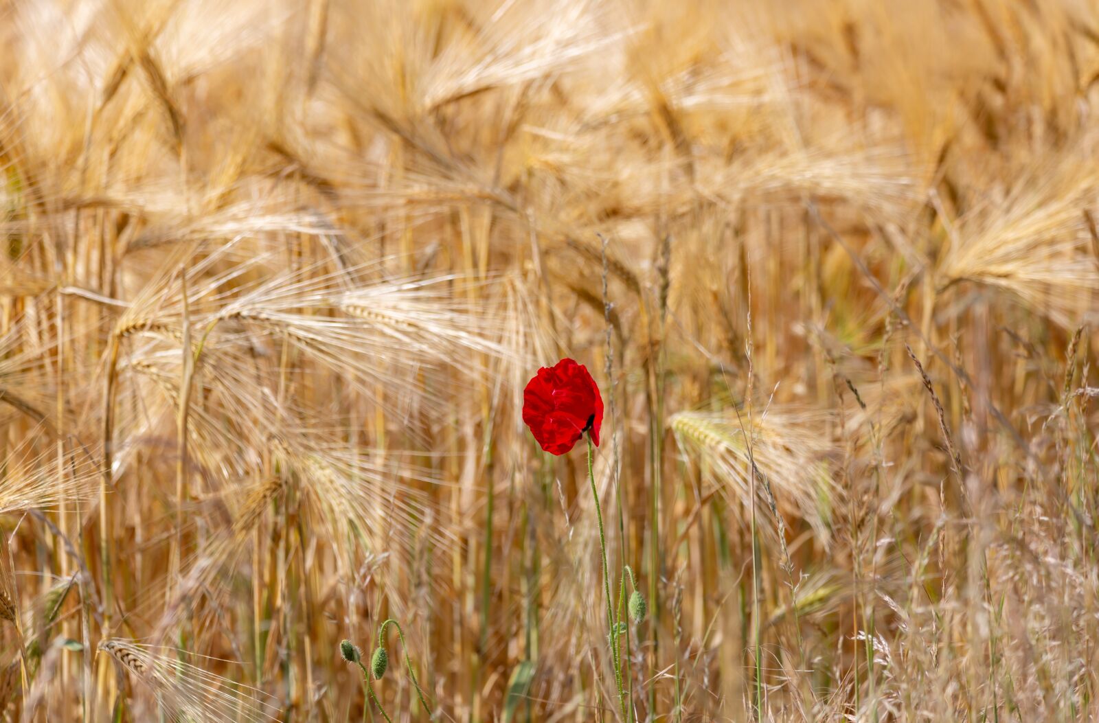Canon EOS 5D Mark III + 150-600mm F5-6.3 DG OS HSM | Contemporary 015 sample photo. Poppy, barley field, red photography