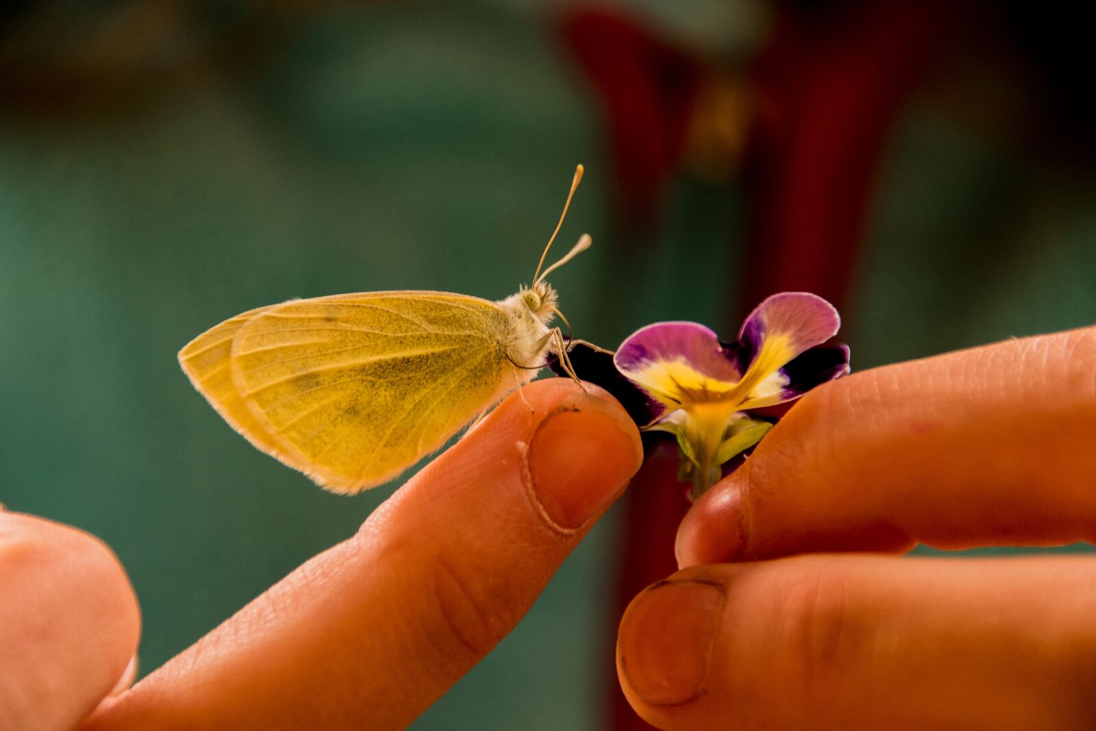 Nikon D810 sample photo. Butterfly, gonepteryx rhamni, insect photography