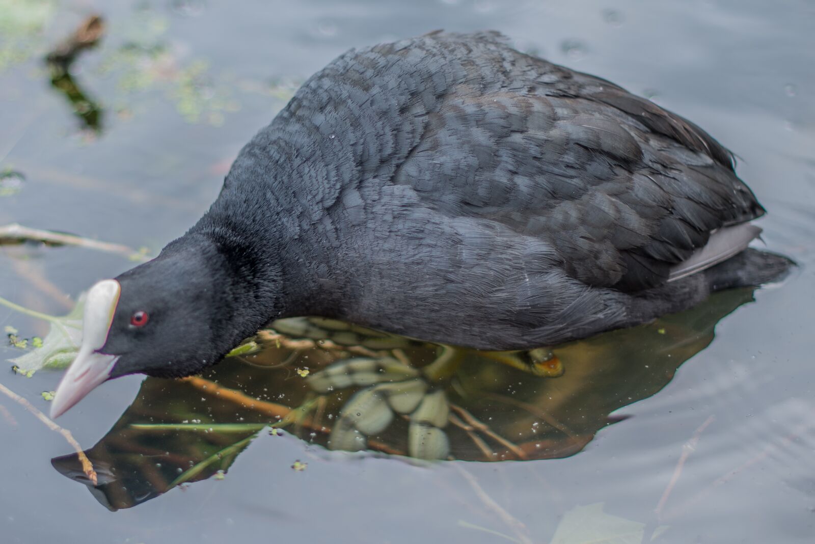 Nikon D600 sample photo. Coot, water bird, animal photography