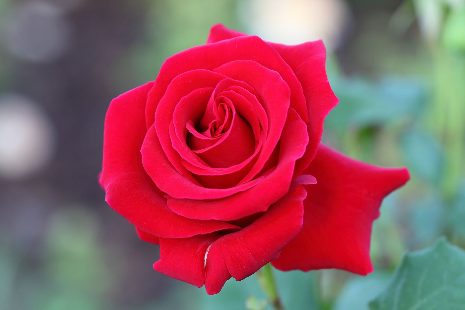 Canon EOS 5D Mark II sample photo. Flowers, rose, plants photography