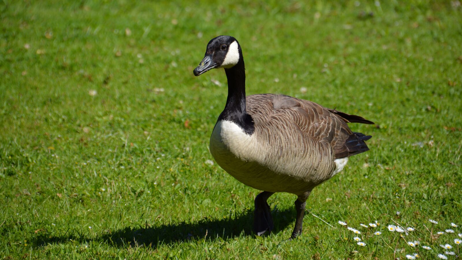 Nikon D5200 sample photo. Canada goose, bird, goose photography