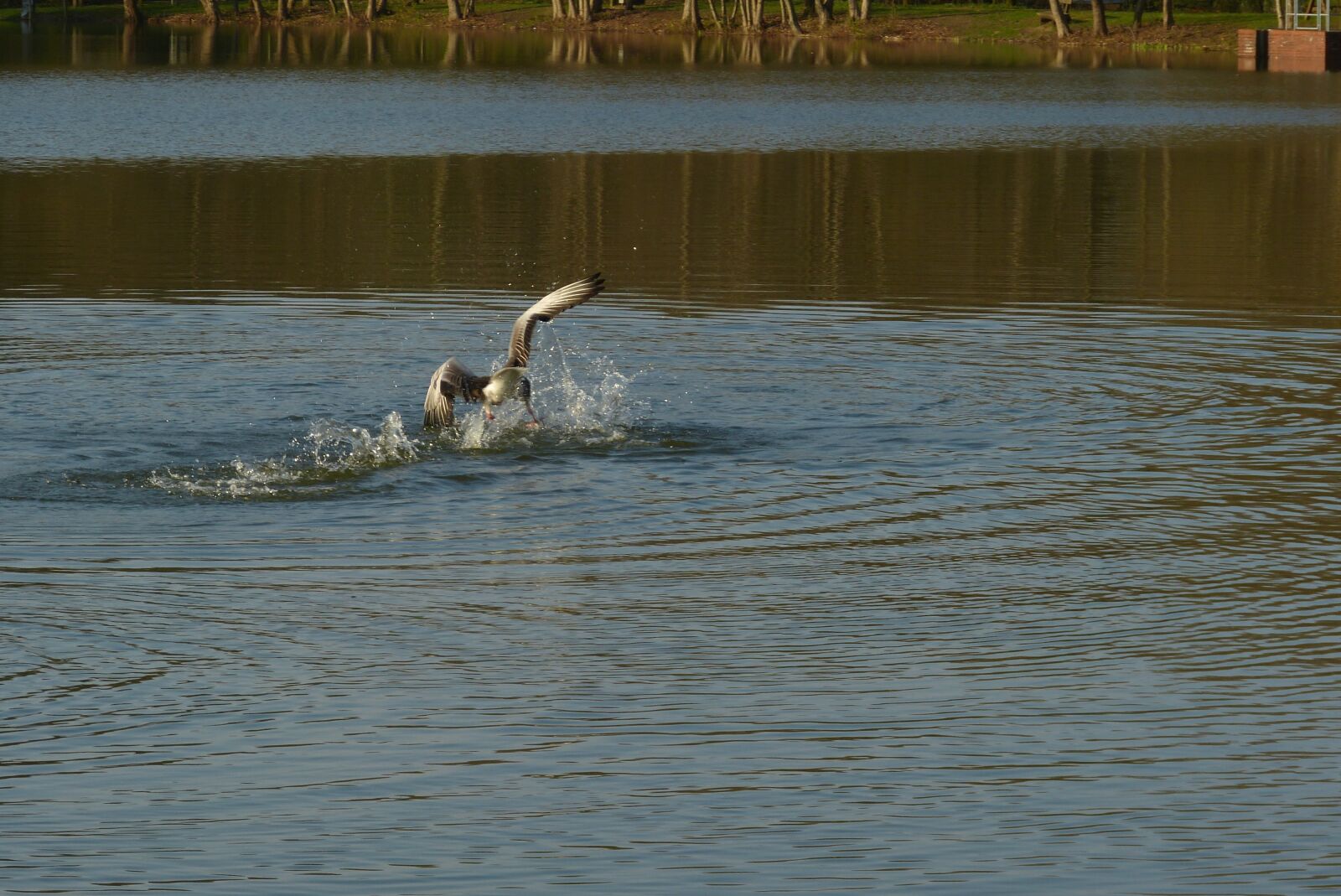 Panasonic Lumix DMC-FZ150 sample photo. Lake, fight, water photography