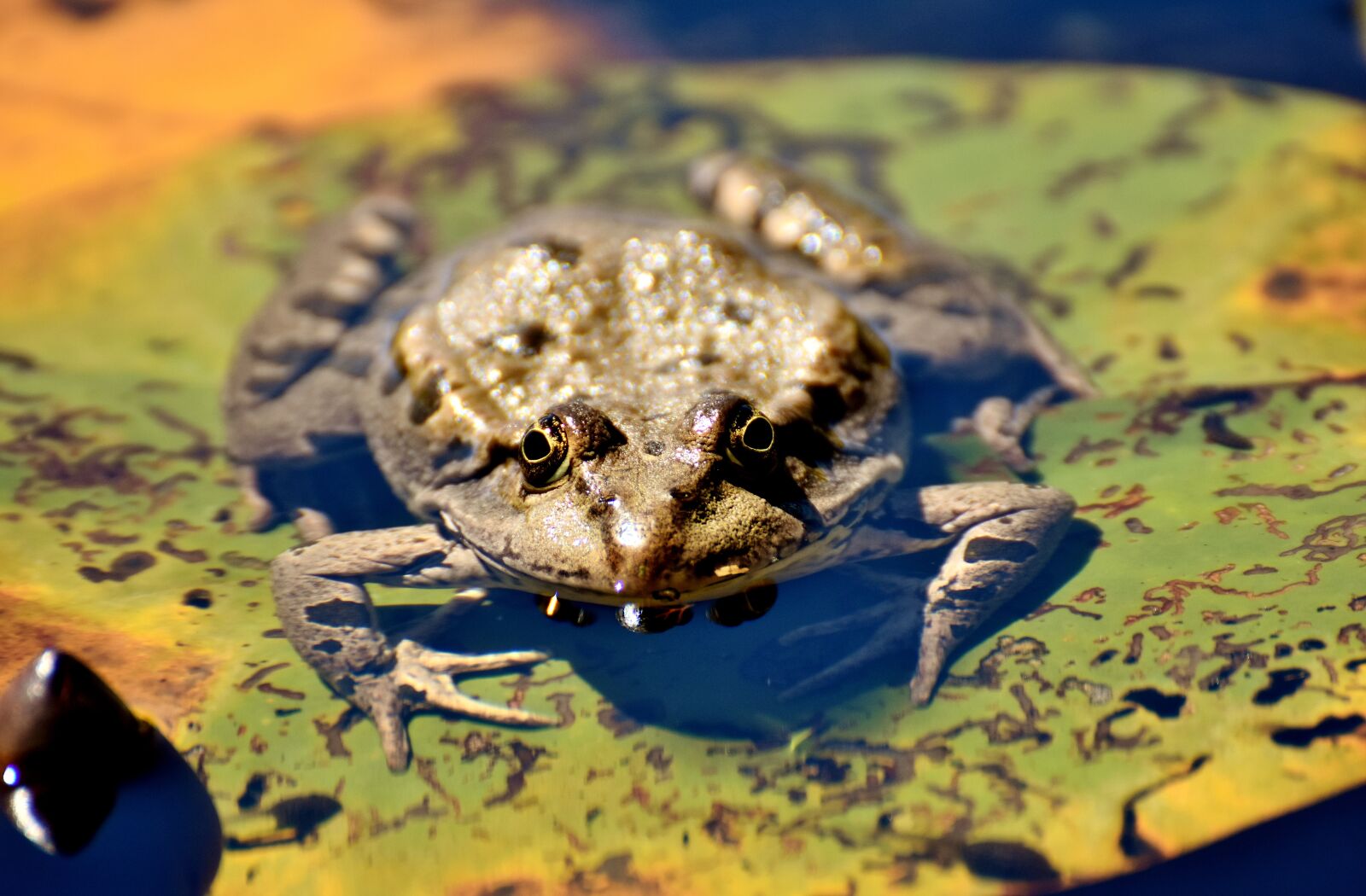 Nikon D7200 sample photo. Frog, pond, animal photography