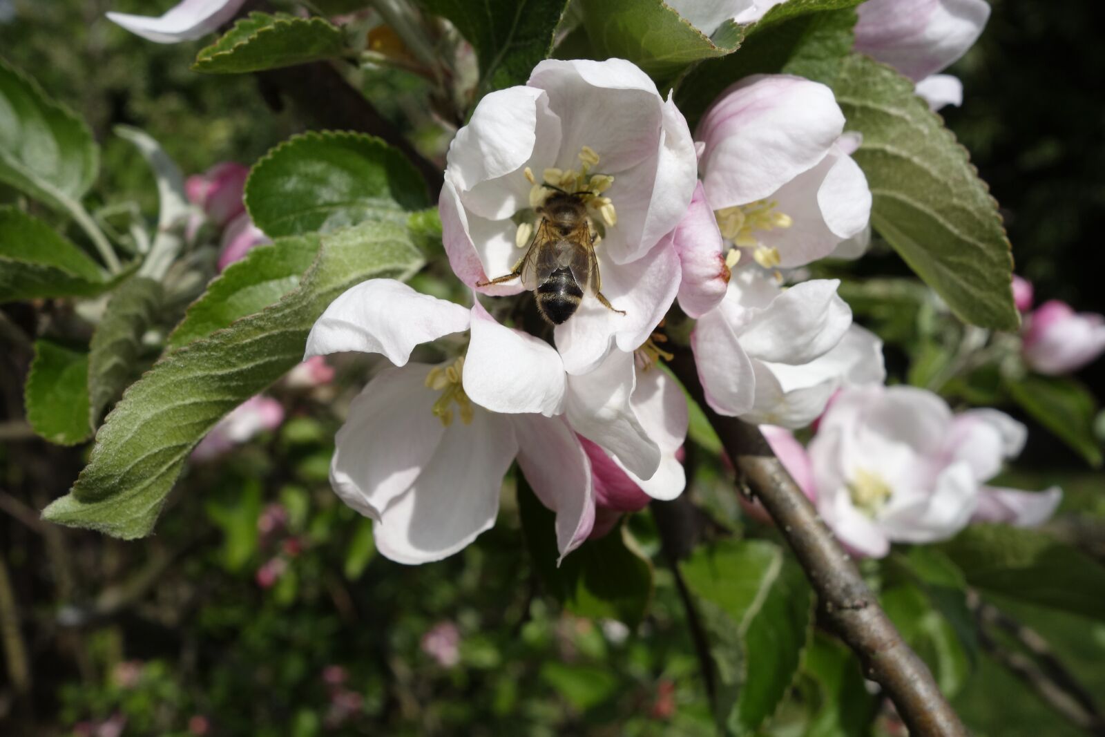 Sony Cyber-shot DSC-RX100 sample photo. Bees, apple blossom, blossom photography