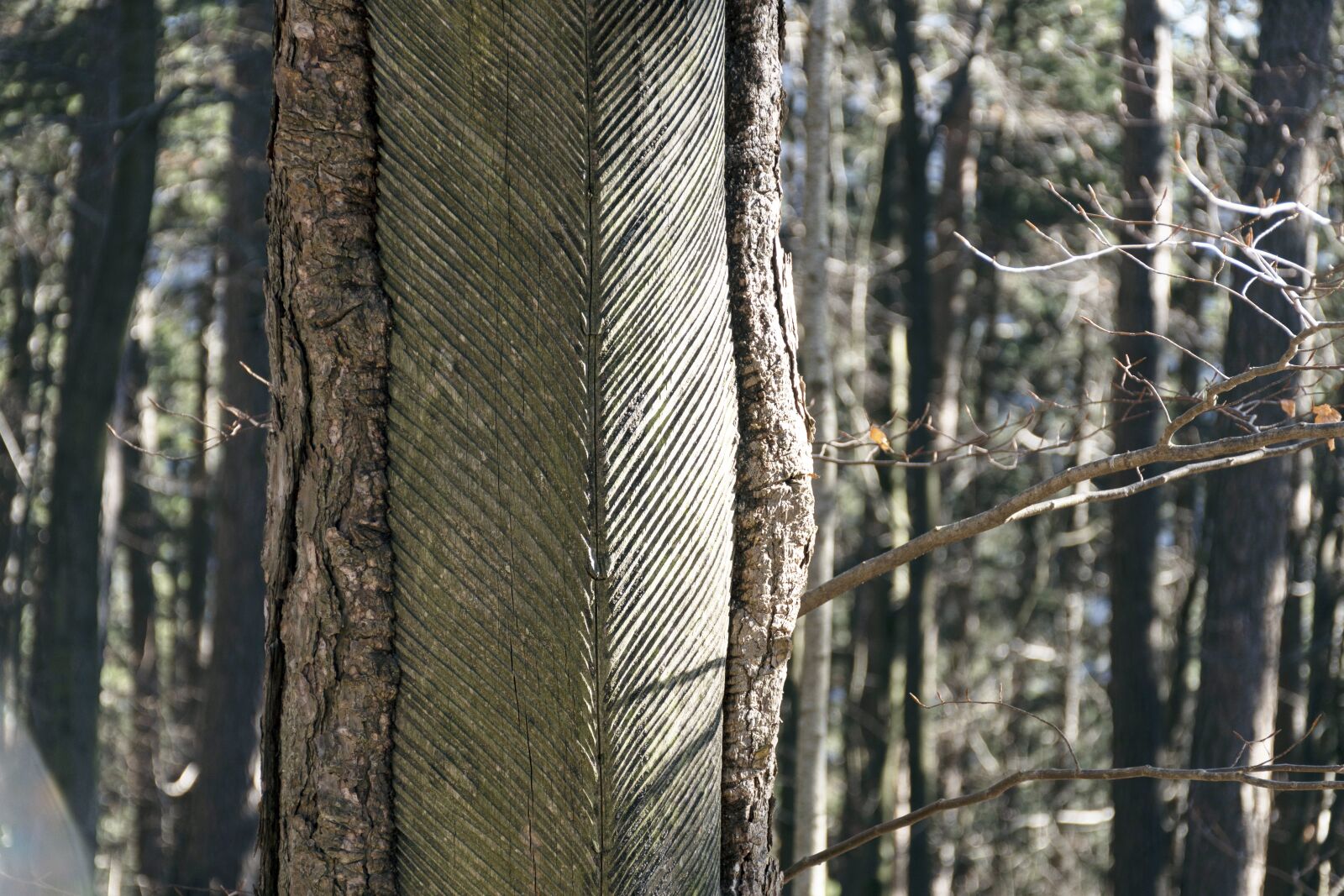 Nikon D7500 sample photo. Resin harvesting, nature, tree photography