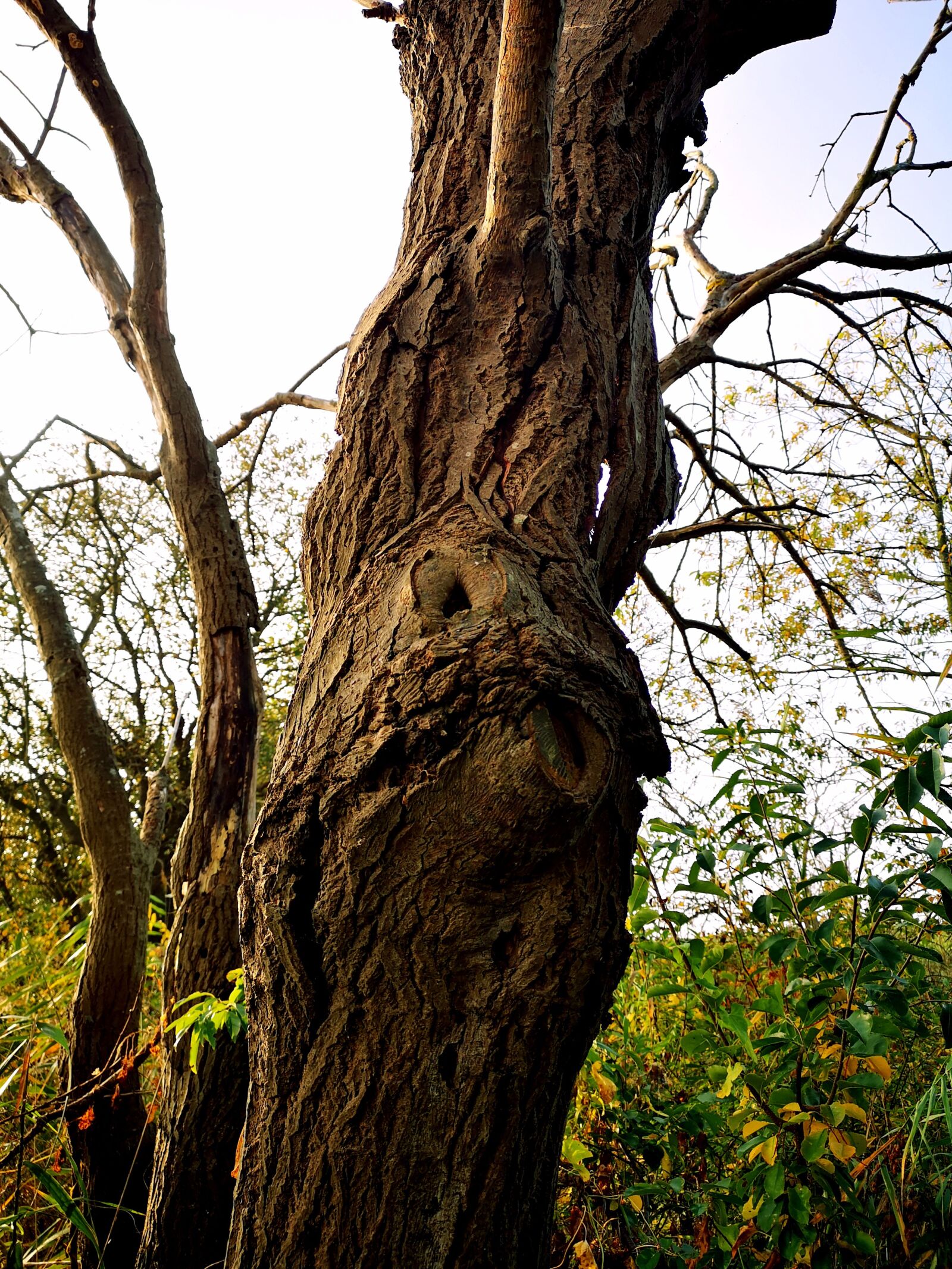 HUAWEI CLT-L29 sample photo. Tree, structure, brown photography