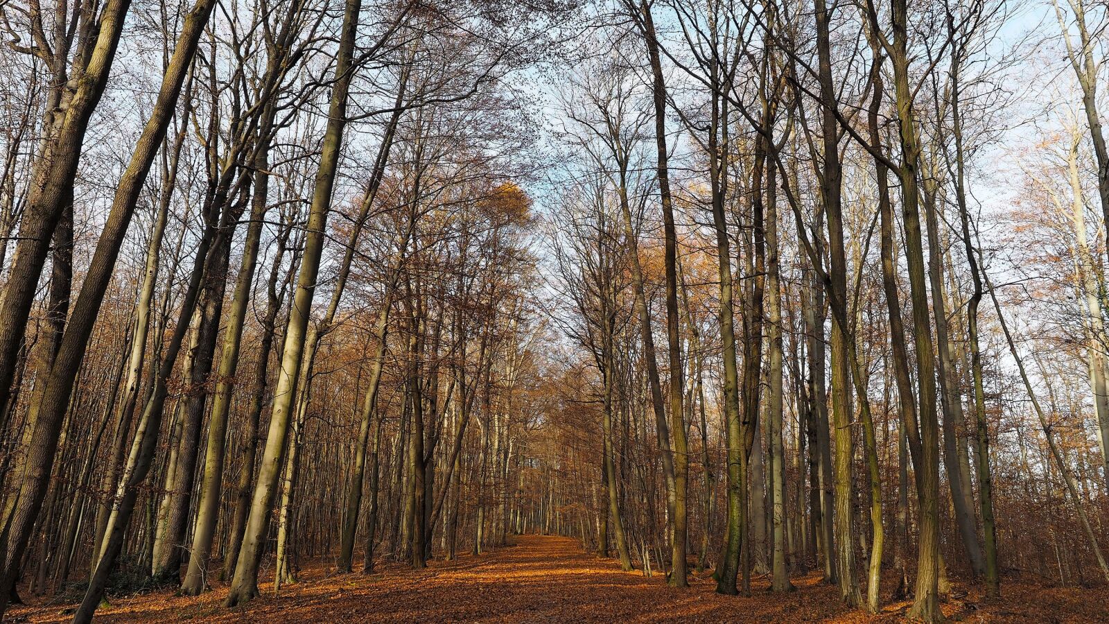 Olympus OM-D E-M1 + Olympus M.Zuiko Digital ED 12-40mm F2.8 Pro sample photo. Fall, forest, trees photography