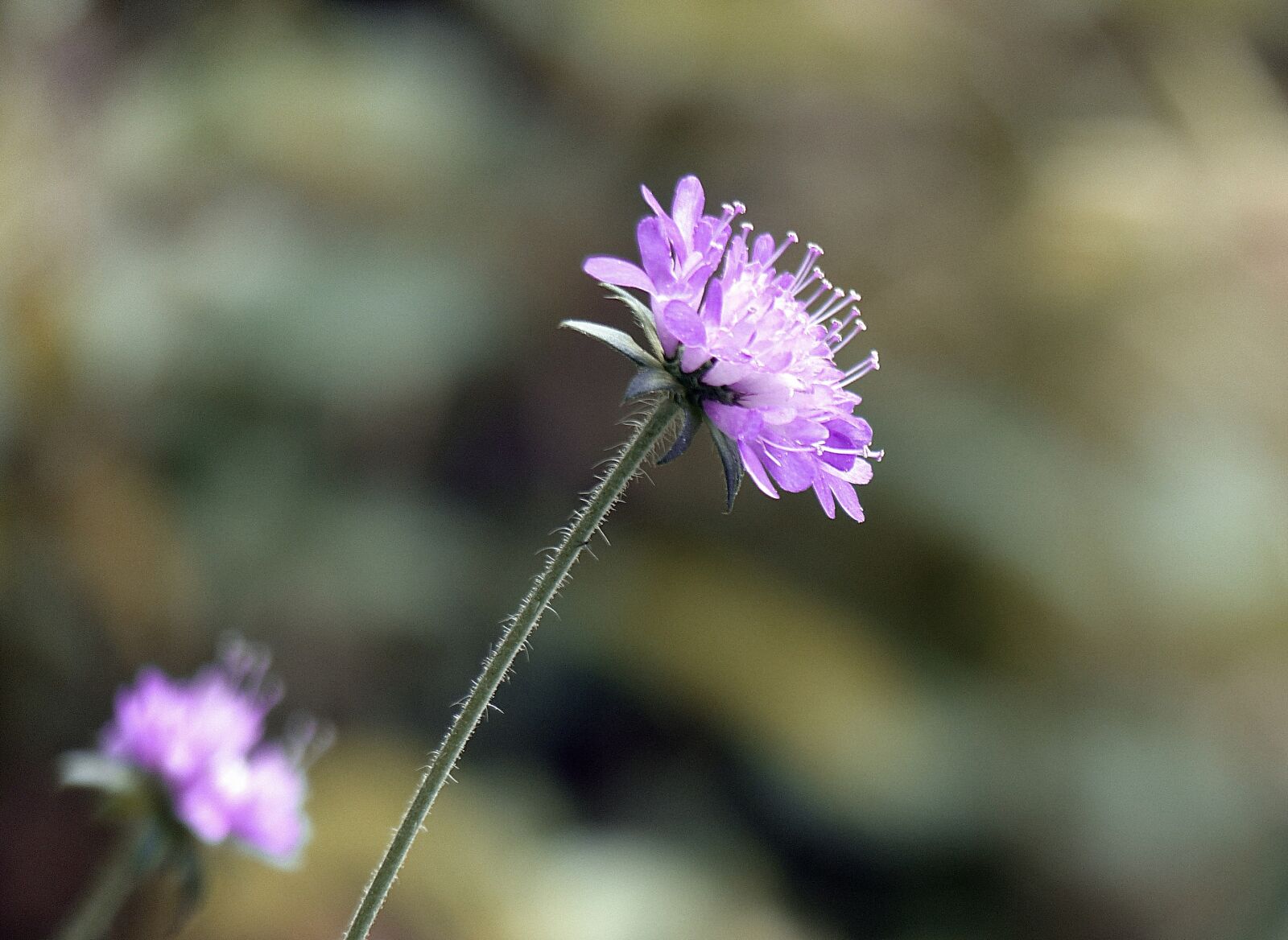 Panasonic Lumix DMC-FZ200 sample photo. Flower, blossom, bloom photography