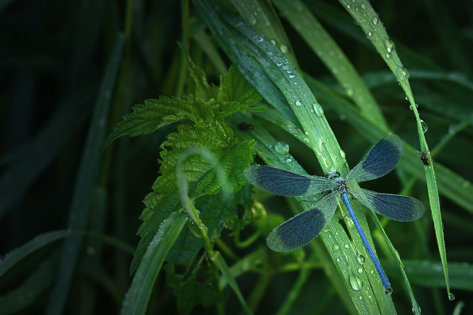 Nikon D5200 sample photo. Dragonfly, blue-winged splendor dragonfly photography