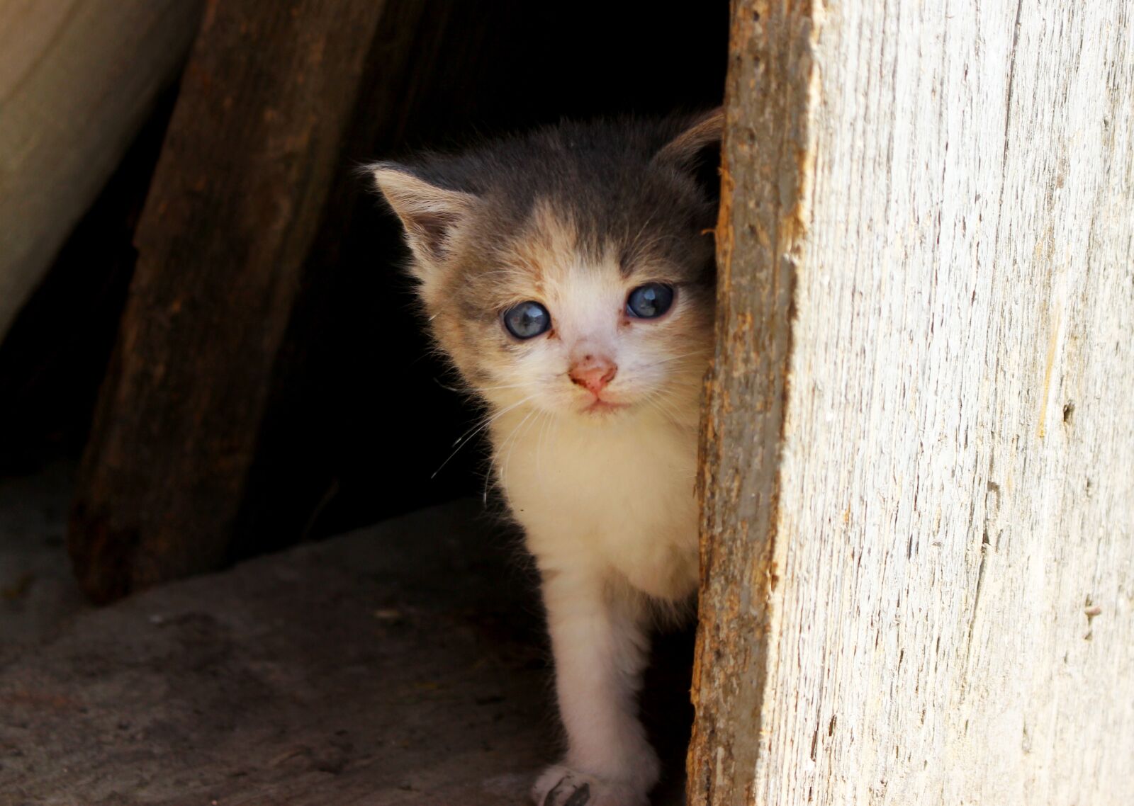 Canon EOS 100D (EOS Rebel SL1 / EOS Kiss X7) sample photo. Cat, eye, fluffy photography
