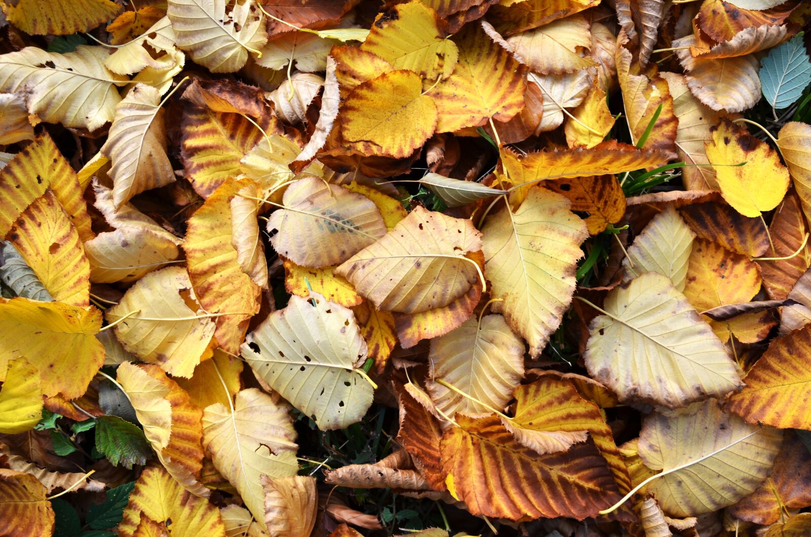 Nikon D5100 sample photo. Leaf, autumn, nature photography