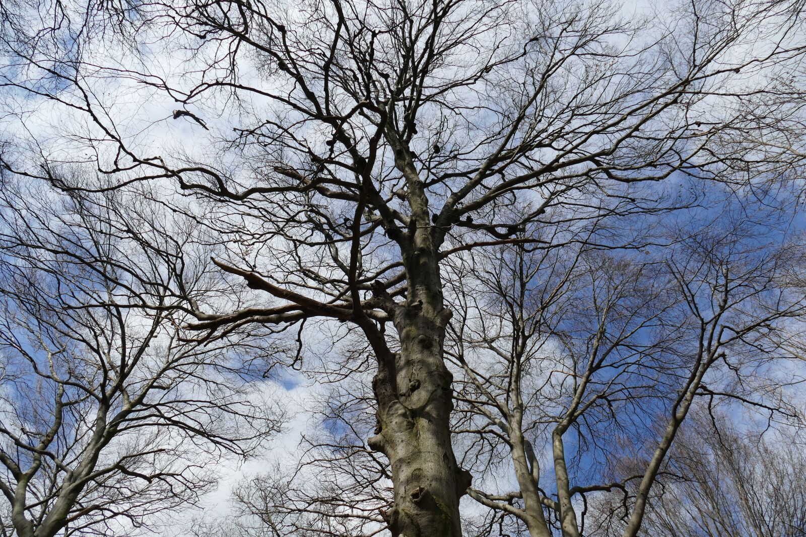 Panasonic Lumix DMC-FZ1000 sample photo. Nice pic, beautiful shot photography