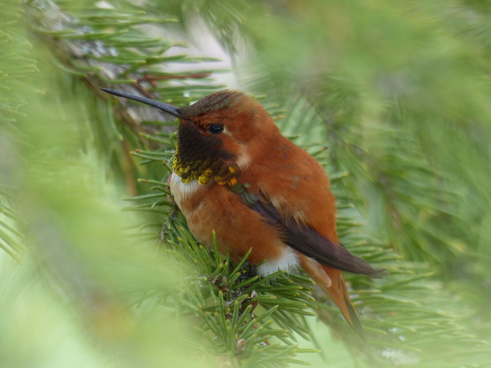 Panasonic Lumix DMC-FZ200 sample photo. Hummingbird, bird, feathered photography