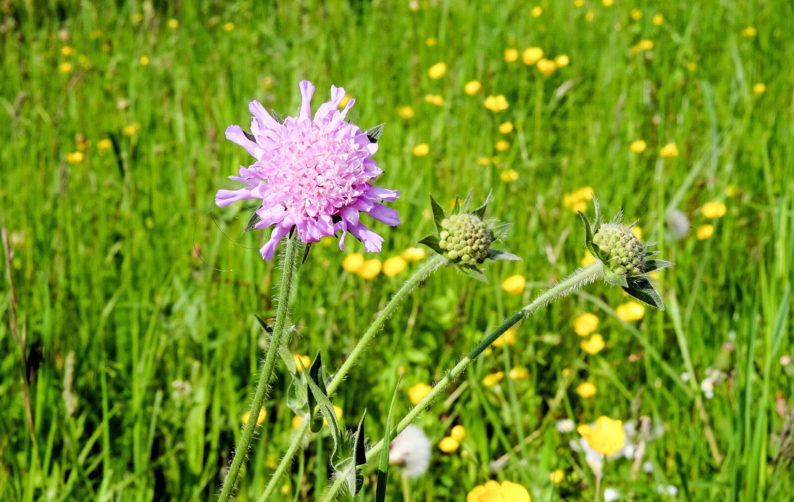 Fujifilm X-T10 sample photo. Plant, blossom, bloom photography