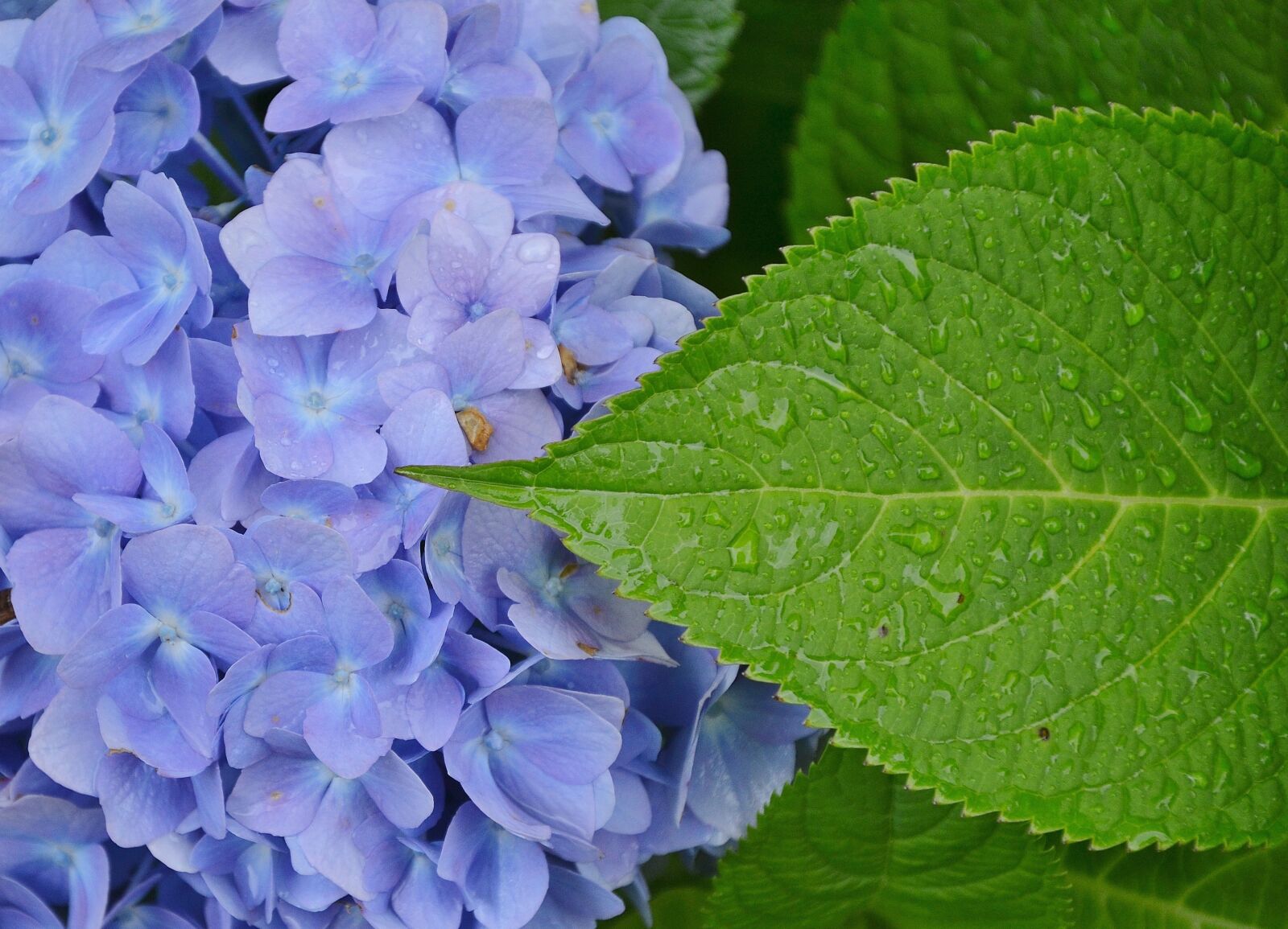 Nikon D7000 sample photo. Flower, floral, nature photography