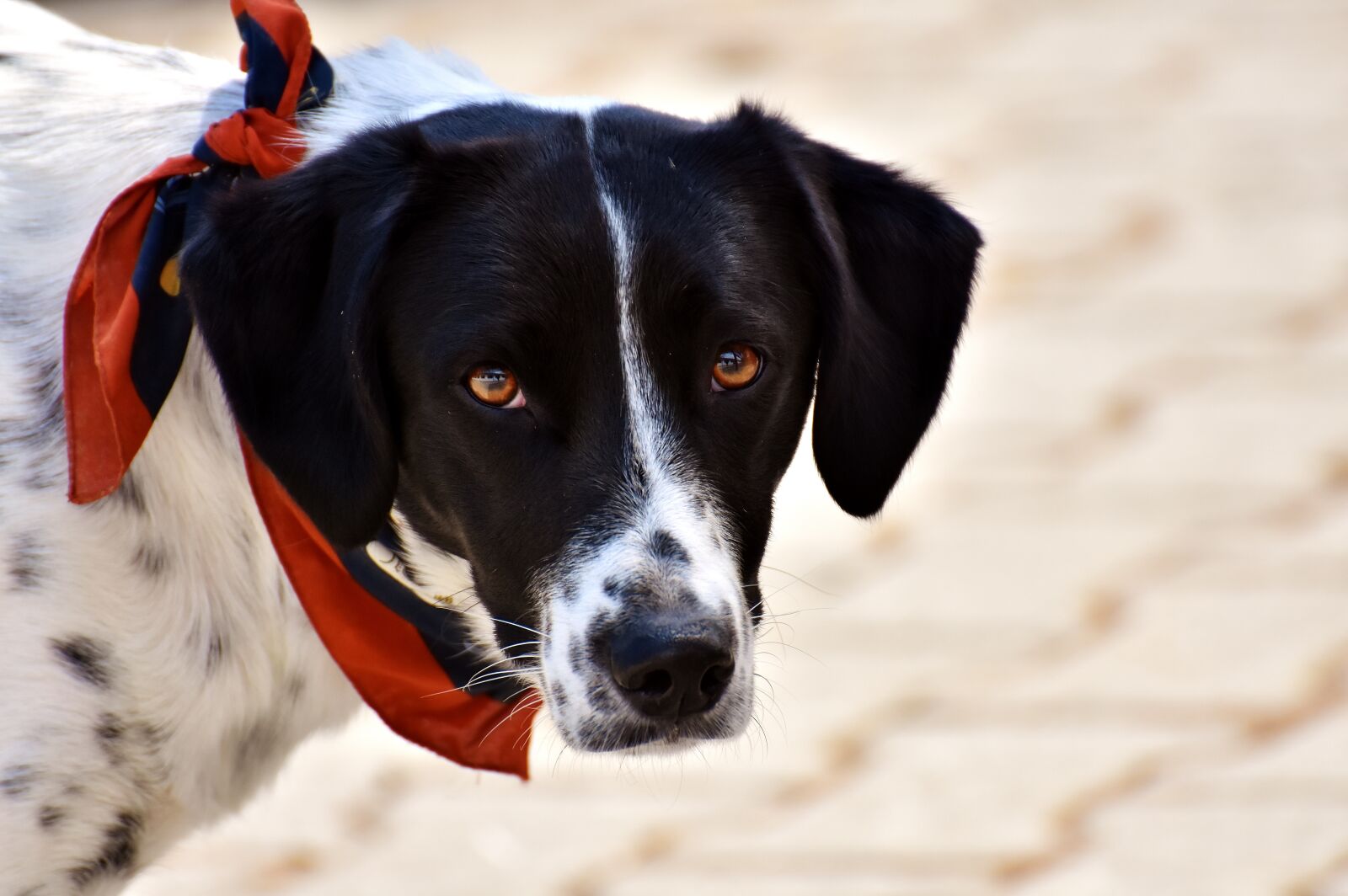 Nikon D7200 sample photo. Dog, animal, view photography