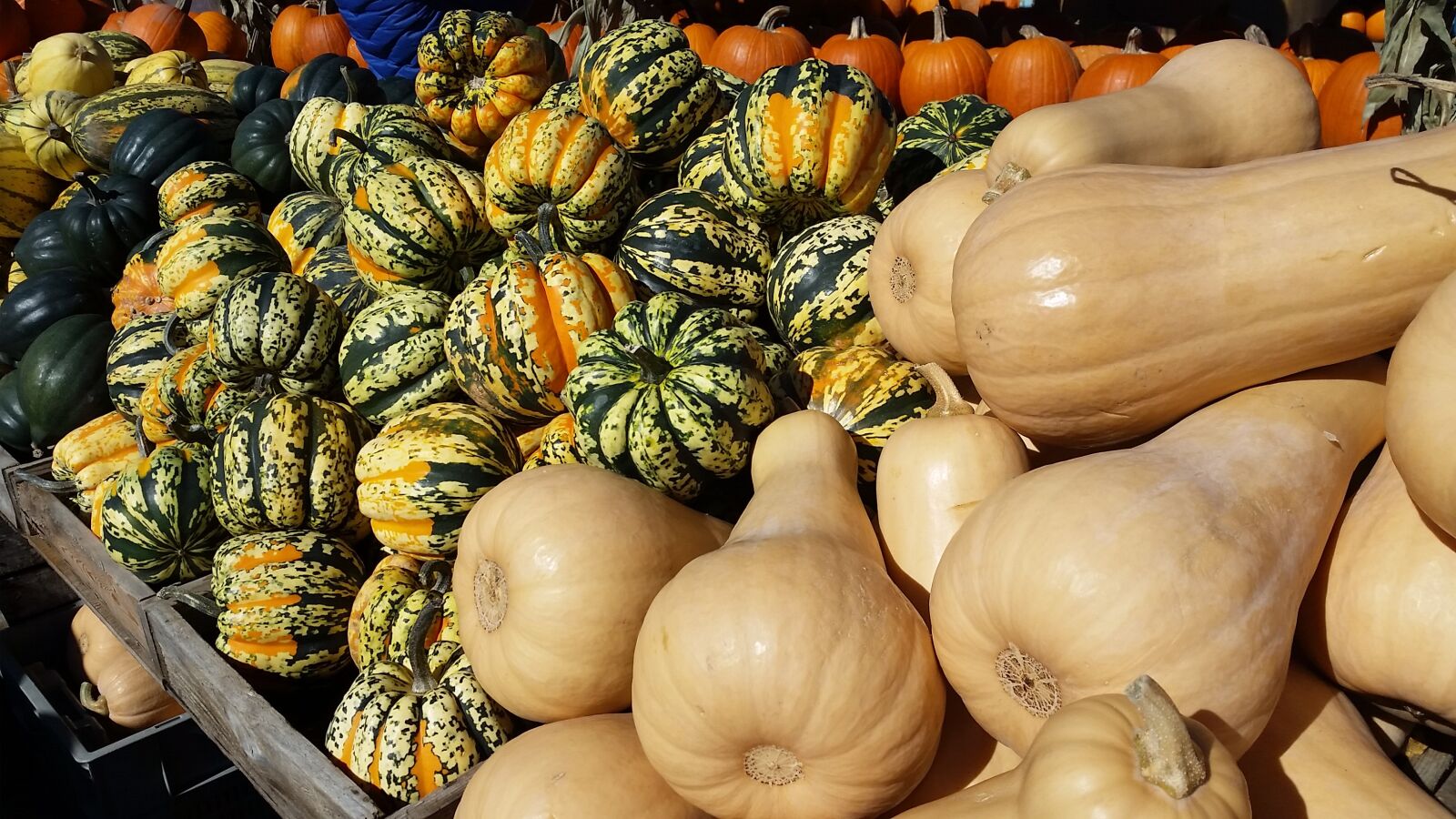 Samsung Galaxy Alpha sample photo. Pumpkin, fall, autumn photography