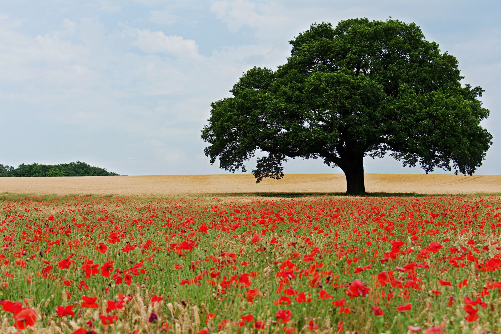 Nikon D3400 sample photo. Tree, field, peaceful photography