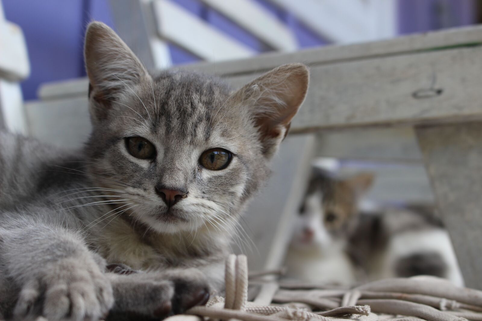 Canon EOS 100D (EOS Rebel SL1 / EOS Kiss X7) sample photo. Cat, kitten, gray photography