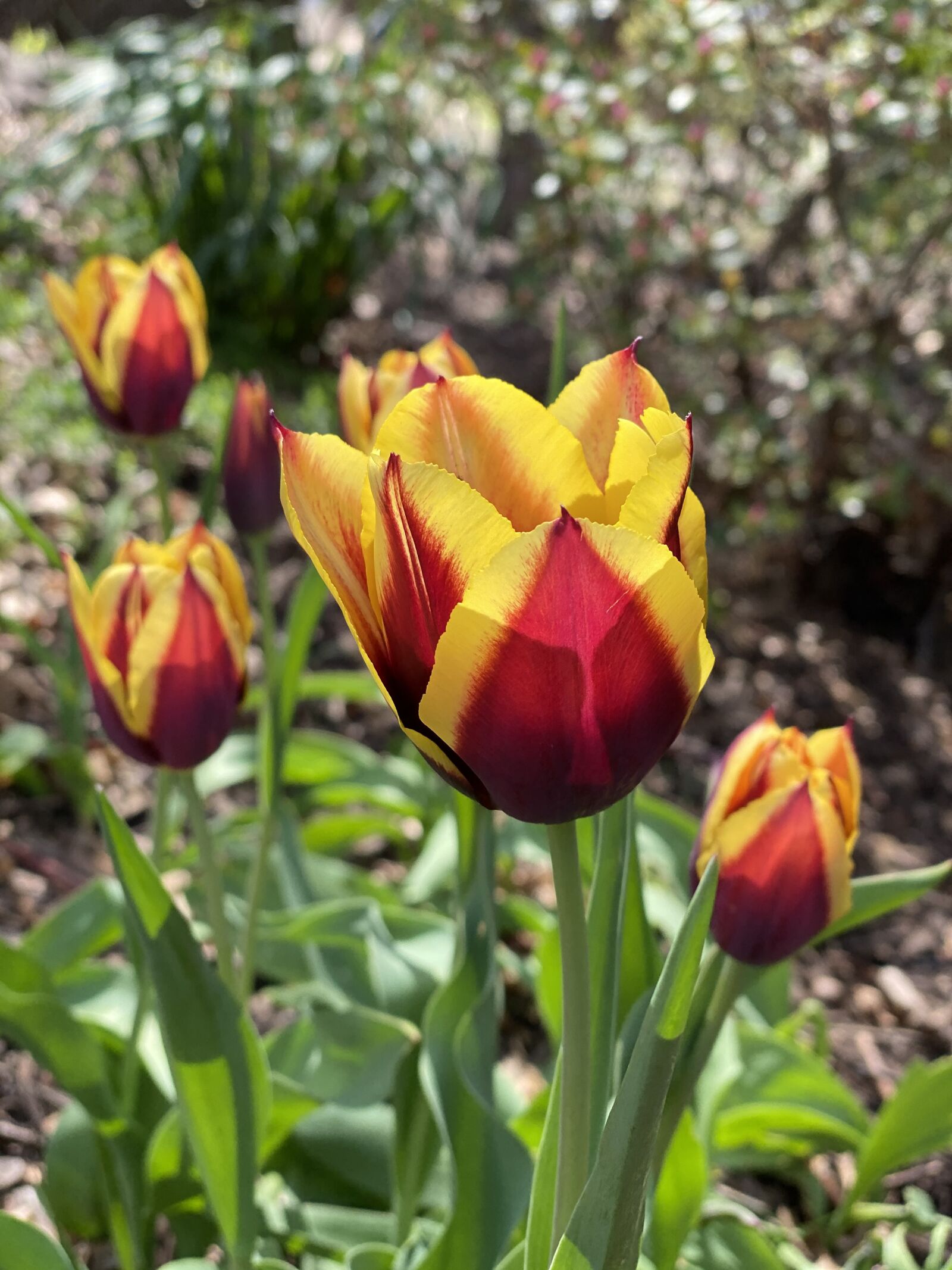 Apple iPhone 11 Pro + iPhone 11 Pro back dual camera 6mm f/2 sample photo. Tulips, amsterdam, spring photography