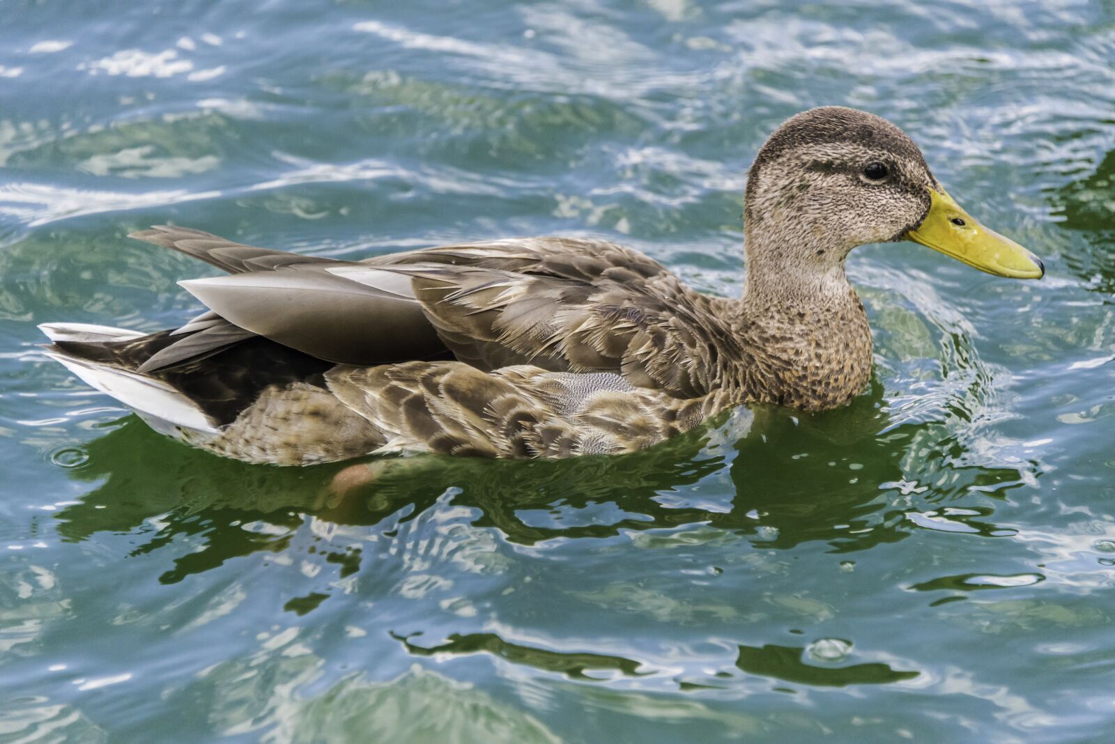 Nikon D800 sample photo. Duck, water, wildlife photography