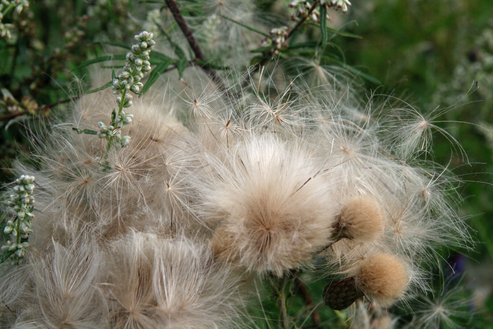 Canon EOS 400D (EOS Digital Rebel XTi / EOS Kiss Digital X) sample photo. Autumn, thistles, flying seeds photography