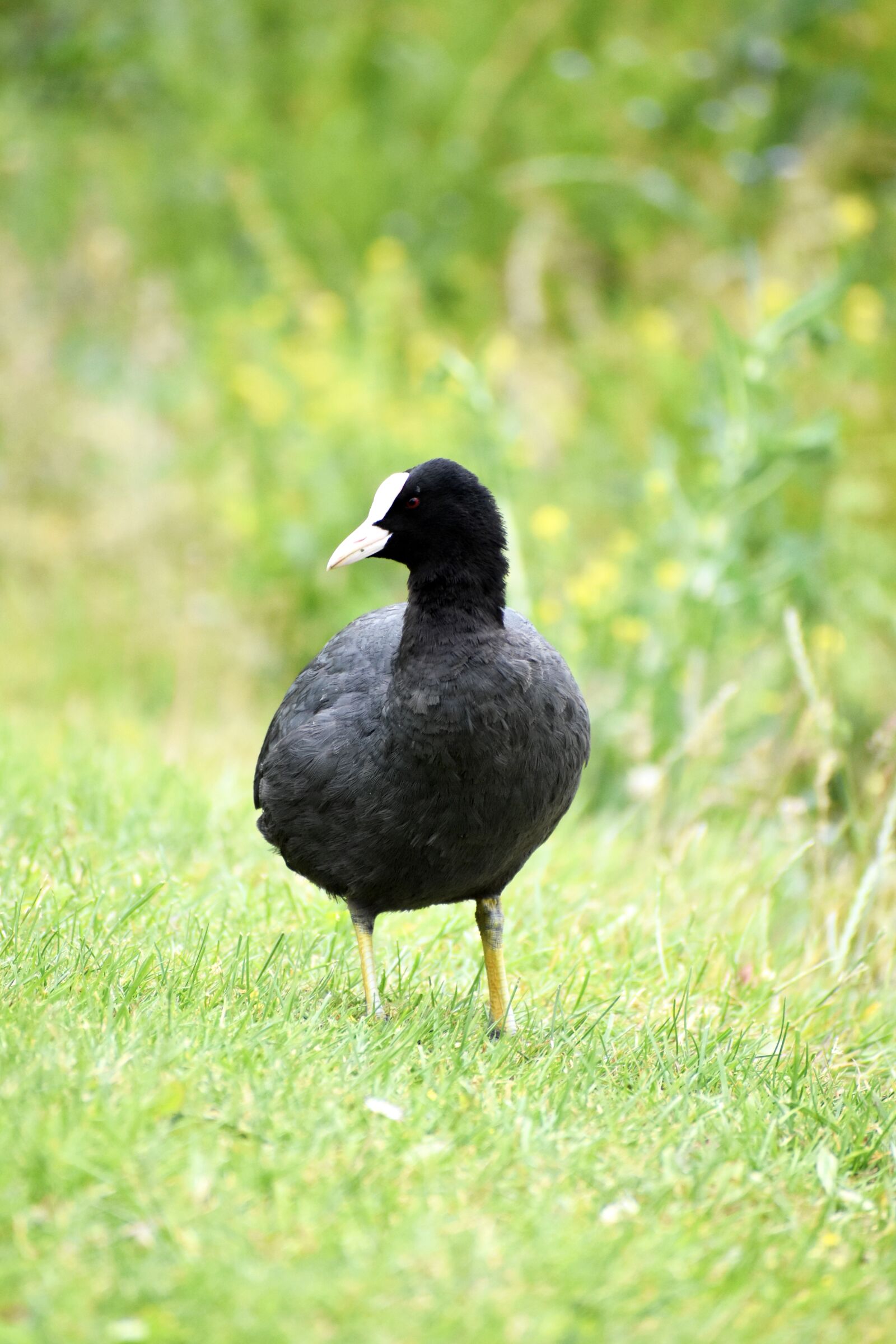 Nikon D3500 sample photo. Coot, black, bird photography