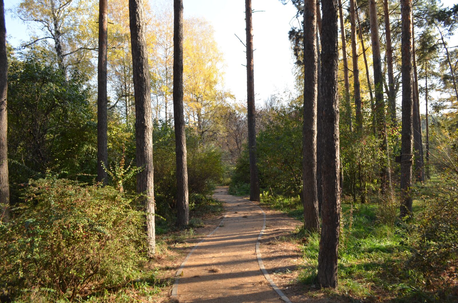 Nikon D5100 sample photo. Forest, trees, autumn photography