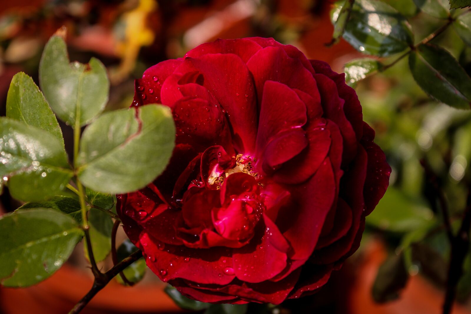 Canon EOS 700D (EOS Rebel T5i / EOS Kiss X7i) sample photo. Rose, nature rose leafs photography