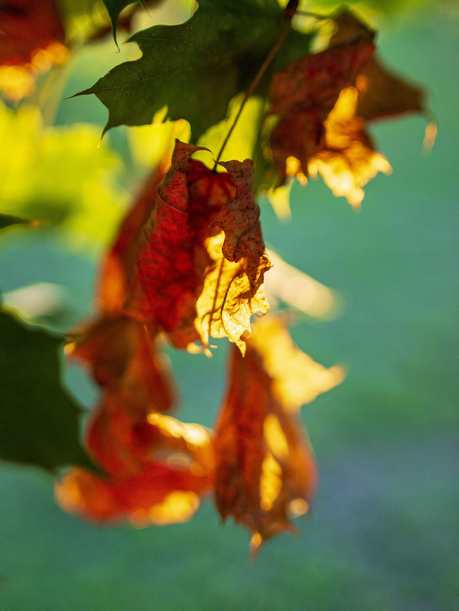 Olympus E-5 sample photo. Autumn, leaves, autumn colours photography