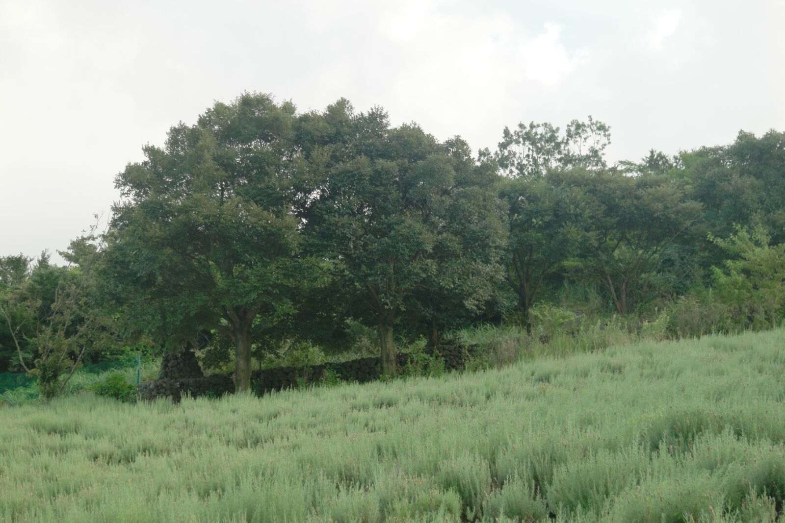 Samsung NX500 sample photo. 나무, 들판, 산 photography