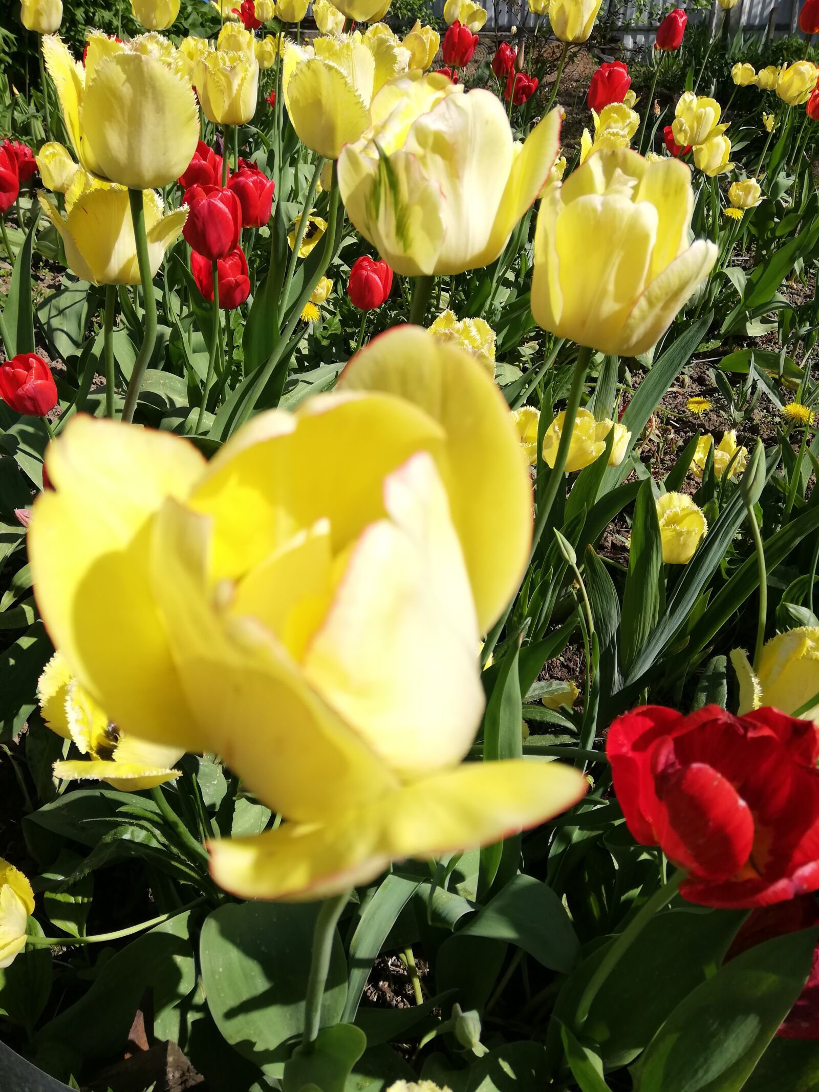 HUAWEI P20 lite sample photo. Tulips, yellow, day photography