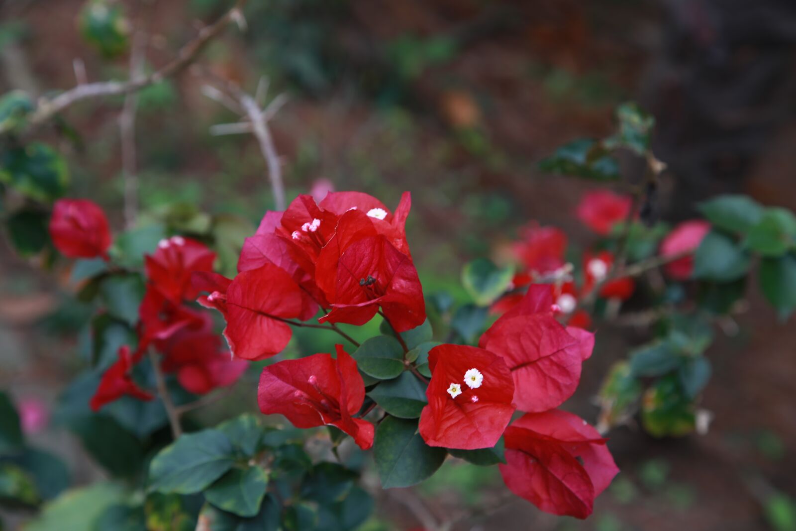 Canon EOS 6D + Canon EF 24-105mm F4L IS USM sample photo. The siberian, bougainvillea, paper photography