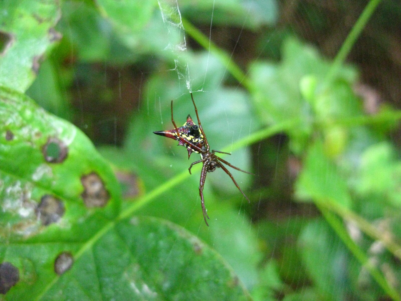 Canon PowerShot SD1100 IS (Digital IXUS 80 IS / IXY Digital 20 IS) sample photo. Spider, insect, arachnid photography