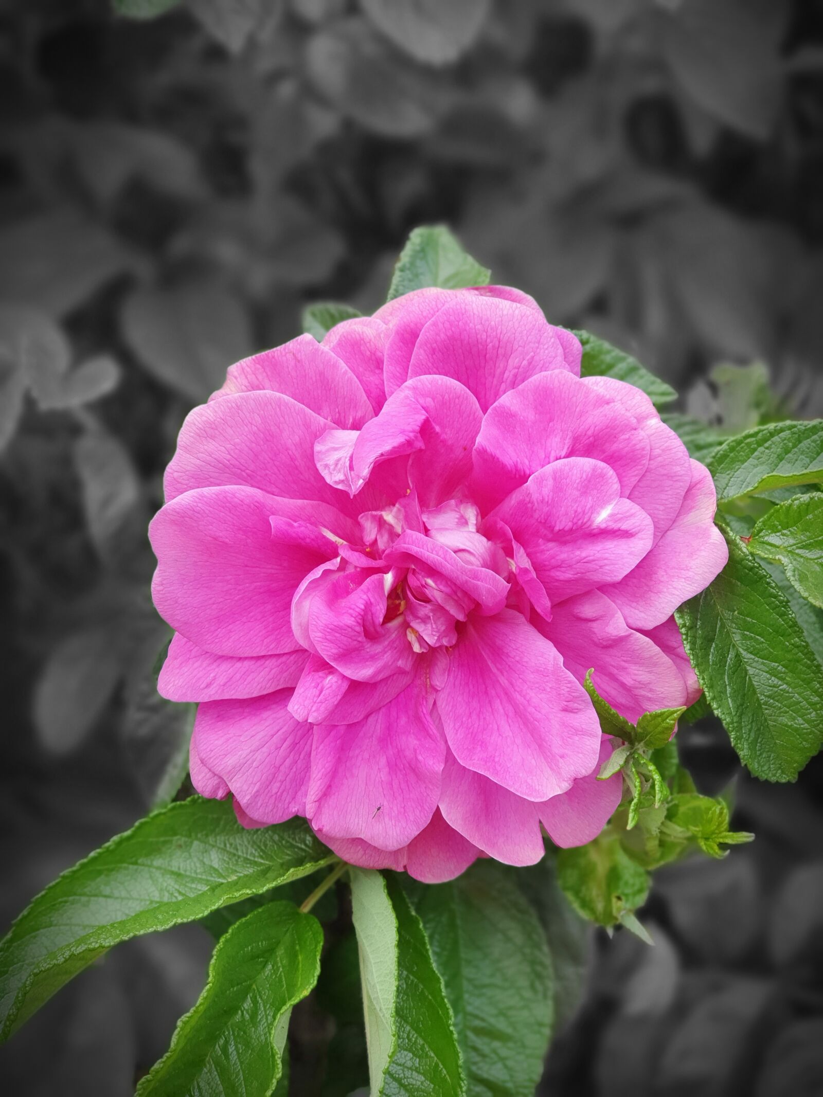Samsung Galaxy S10+ sample photo. Flower, pink, creative photography