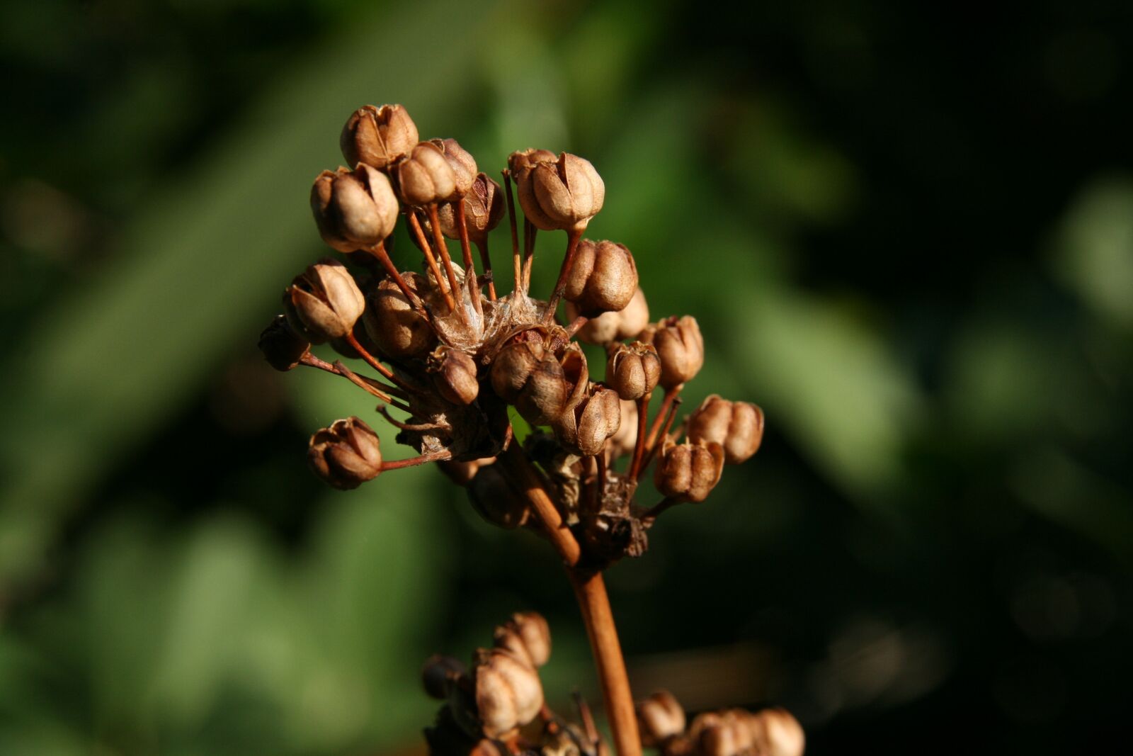 Canon EOS 400D (EOS Digital Rebel XTi / EOS Kiss Digital X) sample photo. Trockenblume, infructescence, seeds photography