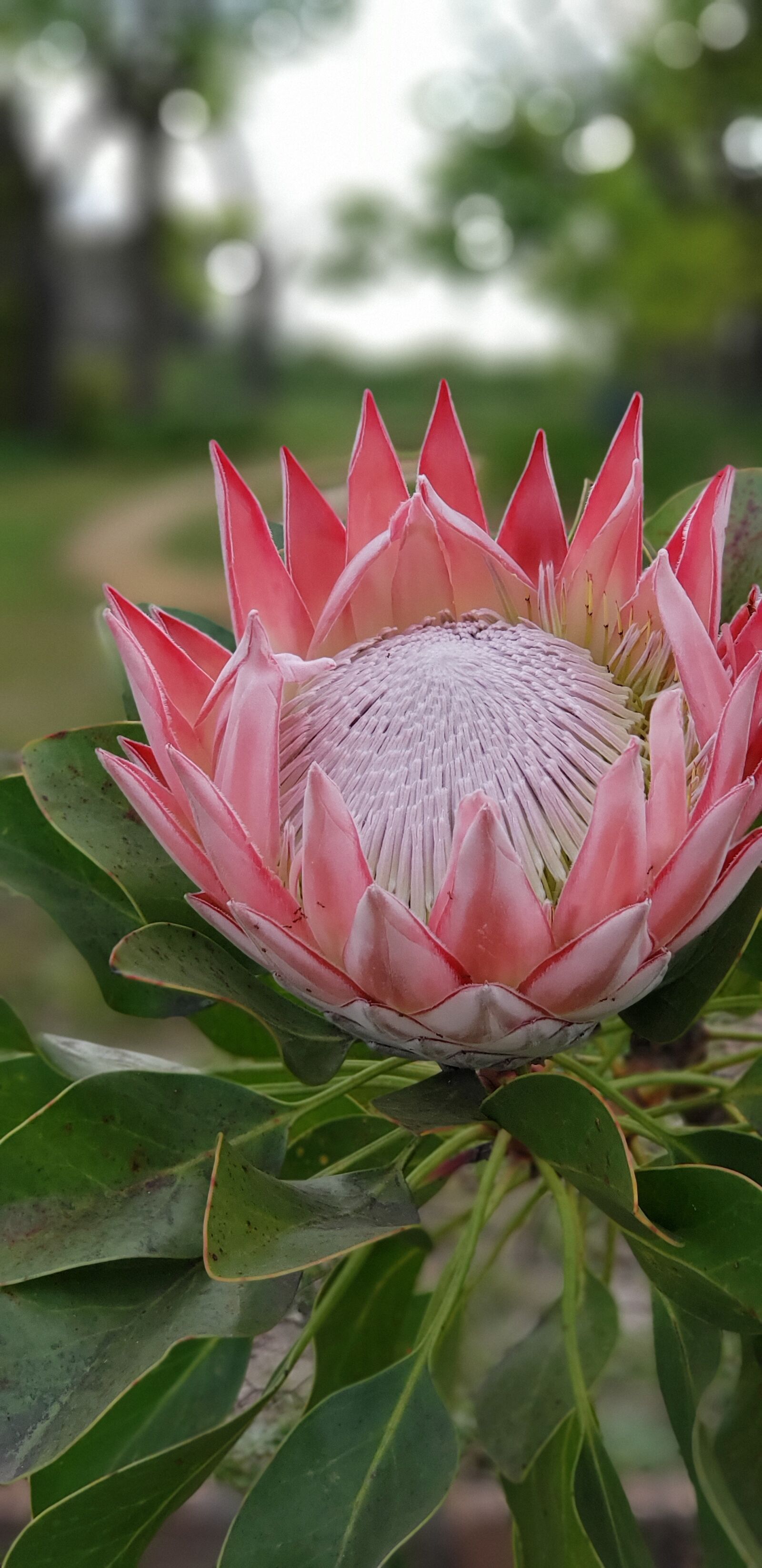 Samsung Galaxy Note9 sample photo. Flower, protea, south africa photography