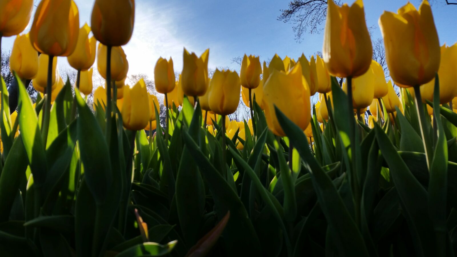 Samsung Galaxy S5 sample photo. Emergan, festival, istanbul, tulip photography