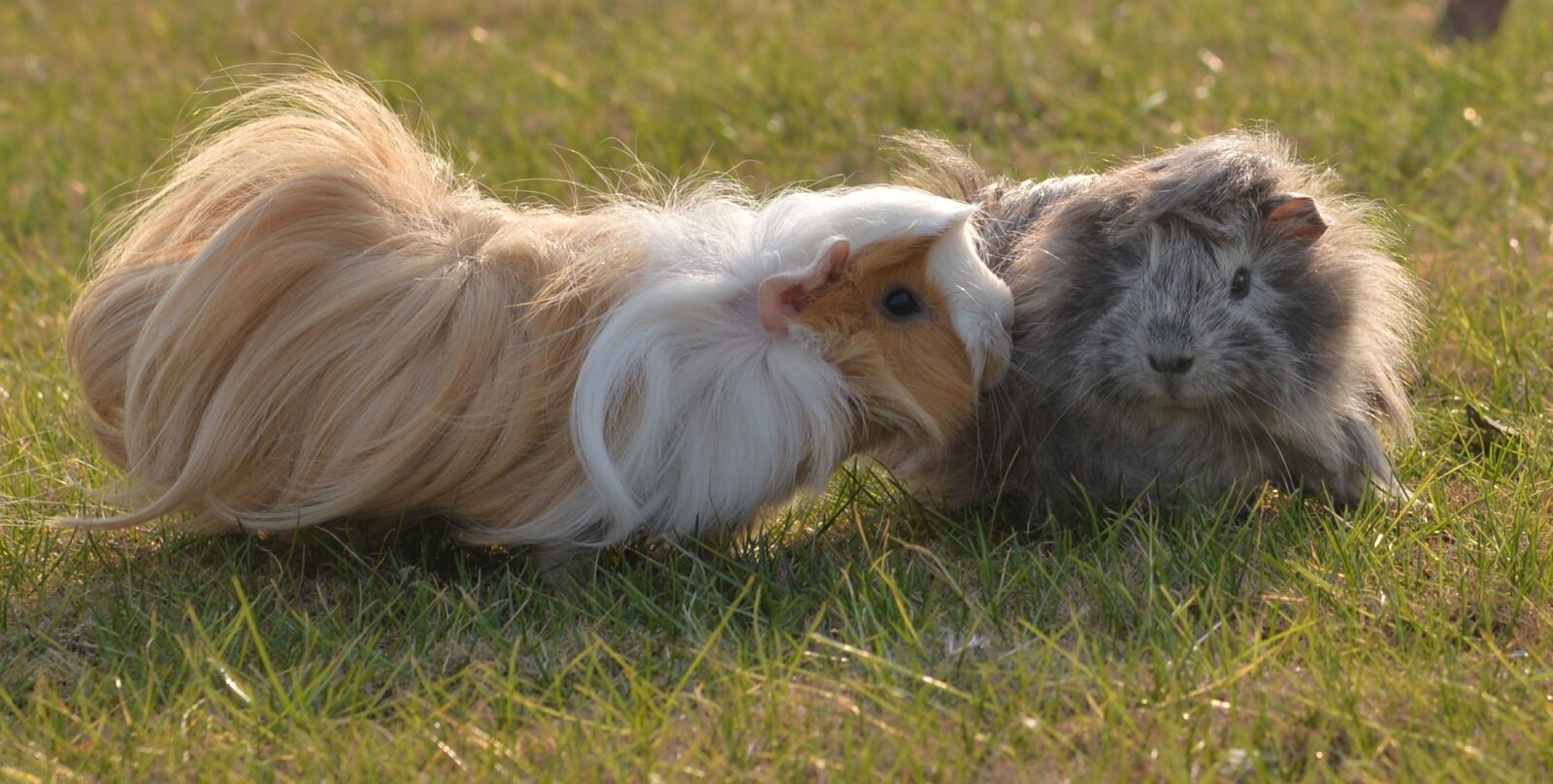 Nikon D610 sample photo. Pet, mouse, weekend photography