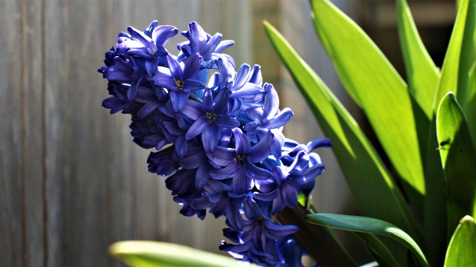 Sony Alpha DSLR-A350 sample photo. Bloom, hyacinth, sun photography
