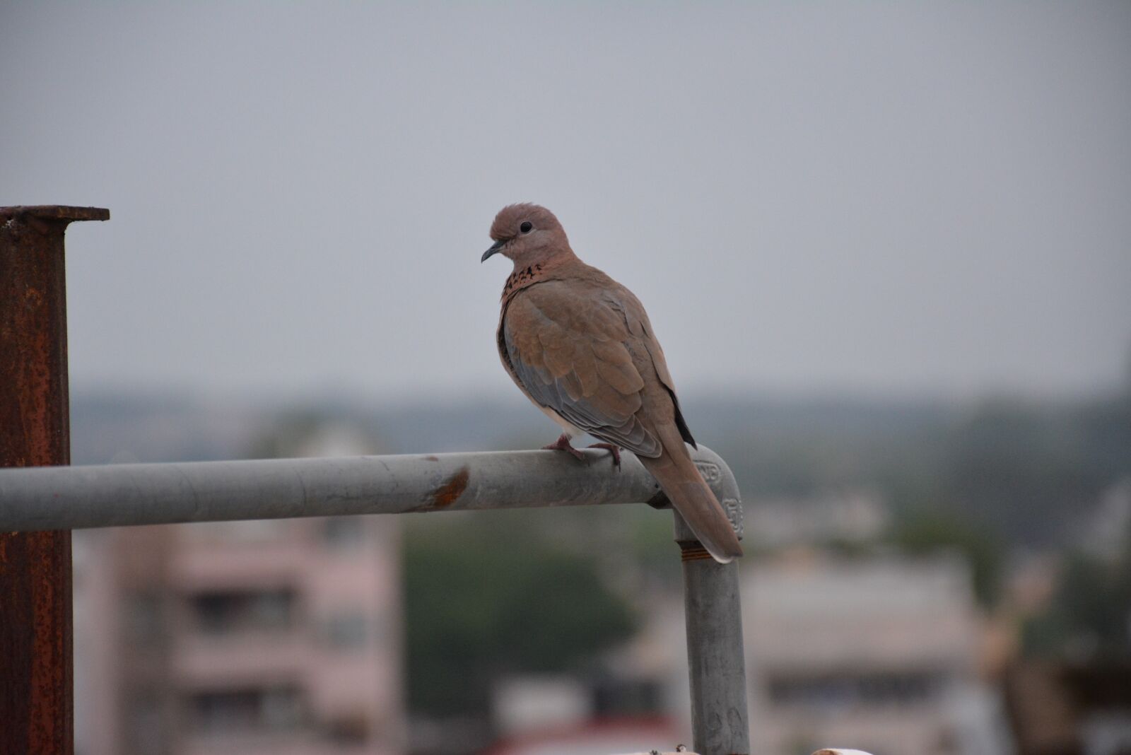 Nikon D5200 sample photo. Bird, setting, wildlife photography
