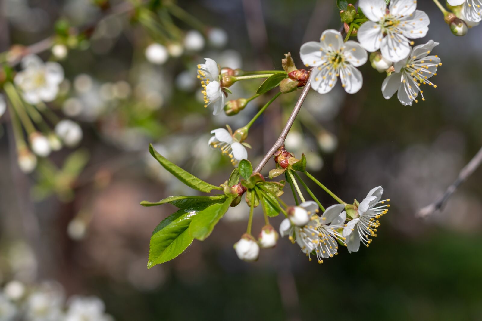 Canon EOS 1300D (EOS Rebel T6 / EOS Kiss X80) + Canon EF 50mm F1.8 STM sample photo. Cherry, branch, inflorescence photography