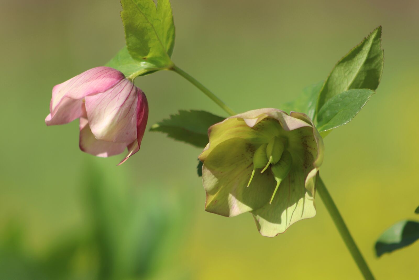Canon EOS 800D (EOS Rebel T7i / EOS Kiss X9i) sample photo. Hellebore, christmas rose, spring photography