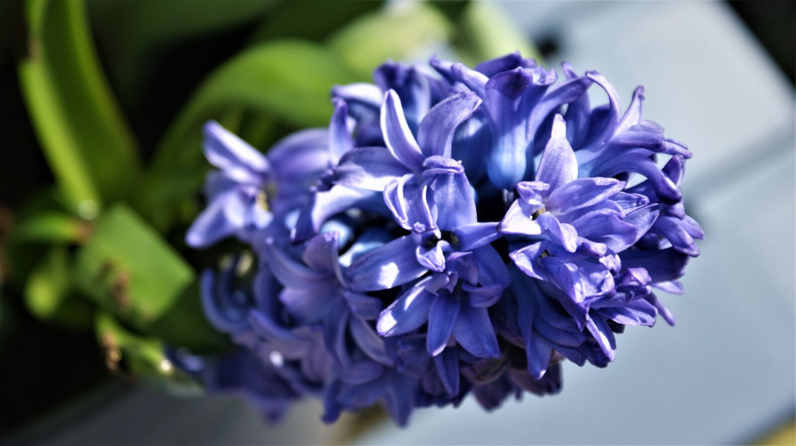 Sony Alpha DSLR-A350 sample photo. Flower, purple, hyacinth photography